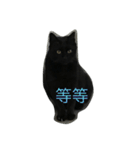 wu hi cats（個別スタンプ：13）