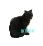 wu hi cats（個別スタンプ：14）