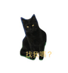 wu hi cats（個別スタンプ：15）