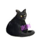 wu hi cats（個別スタンプ：16）