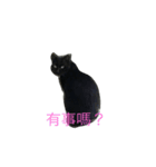 wu hi cats（個別スタンプ：17）
