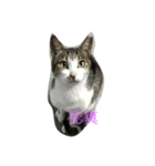 wu hi cats（個別スタンプ：19）