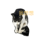 wu hi cats（個別スタンプ：20）