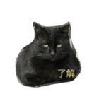 wu hi cats（個別スタンプ：21）