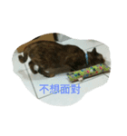 iris-cat（個別スタンプ：1）