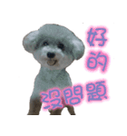 DEAR PUPPY GO GO（個別スタンプ：6）