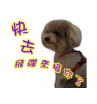 DEAR PUPPY GO GO（個別スタンプ：11）