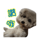 DEAR PUPPY GO GO（個別スタンプ：23）