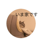 ねこちゃまズ 3103（個別スタンプ：6）