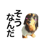 Miniature.Dachshund（個別スタンプ：5）