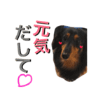 Miniature.Dachshund（個別スタンプ：7）