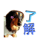 Miniature.Dachshund（個別スタンプ：8）