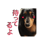 Miniature.Dachshund（個別スタンプ：11）