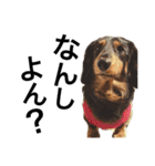 Miniature.Dachshund（個別スタンプ：14）