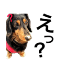 Miniature.Dachshund（個別スタンプ：17）