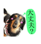 Miniature.Dachshund（個別スタンプ：18）