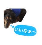 Miniature.Dachshund（個別スタンプ：19）