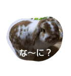 ButchandMaron（個別スタンプ：12）