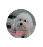 this is my dog baby（個別スタンプ：1）