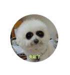 this is my dog baby（個別スタンプ：2）