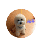 this is my dog baby（個別スタンプ：3）