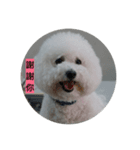 this is my dog baby（個別スタンプ：4）