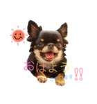 ♡Happy chihuahuas♡（個別スタンプ：2）