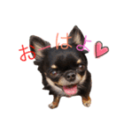 ♡Happy chihuahuas♡（個別スタンプ：3）