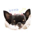 ♡Happy chihuahuas♡（個別スタンプ：5）