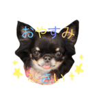 ♡Happy chihuahuas♡（個別スタンプ：7）