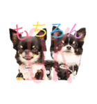 ♡Happy chihuahuas♡（個別スタンプ：10）