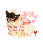 ♡Happy chihuahuas♡（個別スタンプ：15）