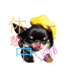 ♡Happy chihuahuas♡（個別スタンプ：16）