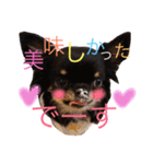 ♡Happy chihuahuas♡（個別スタンプ：19）