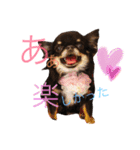 ♡Happy chihuahuas♡（個別スタンプ：22）