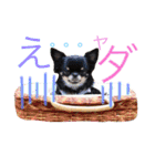 ♡Happy chihuahuas♡（個別スタンプ：24）