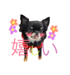 ♡Happy chihuahuas♡（個別スタンプ：25）