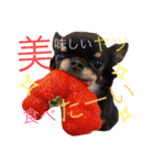 ♡Happy chihuahuas♡（個別スタンプ：27）