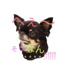 ♡Happy chihuahuas♡（個別スタンプ：28）