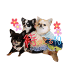 ♡Happy chihuahuas♡（個別スタンプ：32）