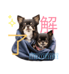 ♡Happy chihuahuas♡（個別スタンプ：36）