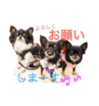 ♡Happy chihuahuas♡（個別スタンプ：37）