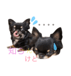 ♡Happy chihuahuas♡（個別スタンプ：39）