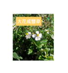 Where have all the flowers gone ？（個別スタンプ：5）