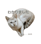 チロとその猫仲間たち（個別スタンプ：6）