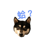 Shibainu Beer（個別スタンプ：3）