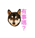 Shibainu Beer（個別スタンプ：11）