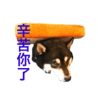 Shibainu Beer（個別スタンプ：14）