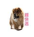 Chowchow Polly 4（個別スタンプ：1）