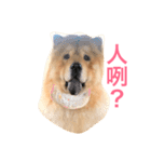 Chowchow Polly 4（個別スタンプ：3）